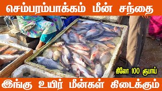 Chembarambakkam Fish Market  Live Fish Market செம்பரம்பாக்கம் மீன் சந்தை [upl. by Donald452]