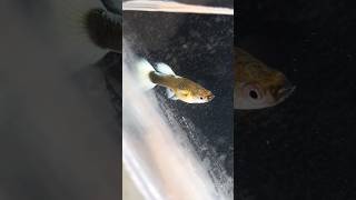 guppy guppyfry shorts fish viral subscribe trending guppies youtubeshorts aquarium love [upl. by Cela]