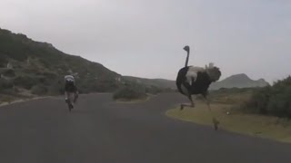 Ostrich Chases Cyclists in South Africa [upl. by Benedikt459]