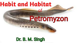 Habit habitat and salient features of Petromyzon [upl. by Darcy]