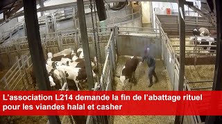 L’association L214 demande la fin de l’abattage rituel pour les viandes halal et casher [upl. by Amikay]