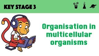 Organisation in multicellular systems [upl. by Naghem]