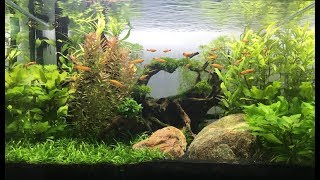 Easy Freshwater Aquarium Plants [upl. by Evette]