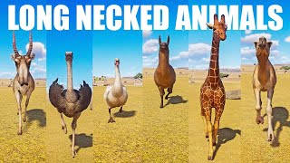 Long Necked Animals Speed Races in Planet Zoo included Saiga Swan Camel Ostrich Llama Giraffe [upl. by Analise]