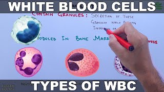 White Blood Cells  Leucocytes [upl. by Crutcher]