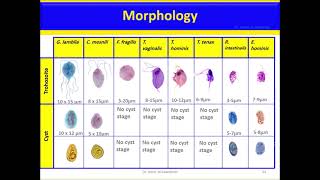 Trichomonads Trichomonas vaginalis T hominis T tenax version 2 [upl. by Adnilim]