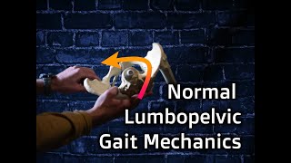 Normal Lumbopelvic Gait Mechanics [upl. by Carey]