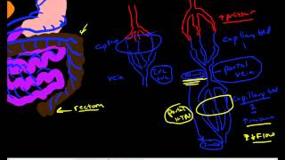 Hepatic Portal Circulation Anatomy amp Physiology [upl. by Annahpos484]