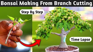 Bonsai Making From Branch Cutting [upl. by Acyssej133]