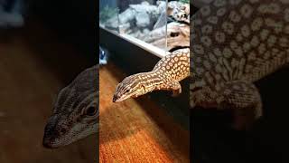 Ackie monitor Planking for food [upl. by Loella]