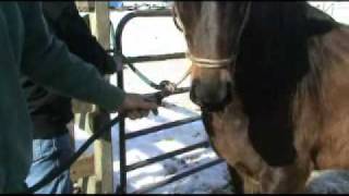 Using the Sierra Horse Halter in a Cross Tie [upl. by Ambrose]