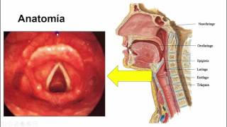 Intubación endotraqueal Bases anatómica para una adecuada técnica Parte 1 [upl. by Yetnruoc]