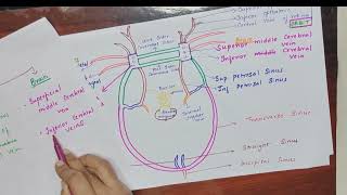 CAVERNOUS SINUS ANATOMY HEAD AND NECKWITH NOTESIN TAMIL [upl. by Trudy]