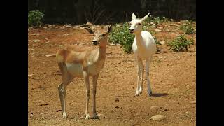 Leucism is a genetic condition that causes a partial loss of pigmentation in animals [upl. by Berfield]