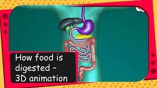 Science  How food is digested  3D animation  English [upl. by Anyad]