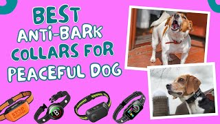 Martingale Dog Collar Collar  How to measure fit and use martingale dog collars for leash walking [upl. by Kono]