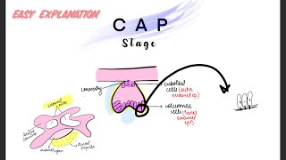 Cap Stage Orban’s histology enamel niche Tooth development part4 [upl. by Rafiq953]