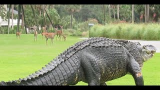 Massive alligator takes casual stroll through South Carolina golf course [upl. by Mackie]