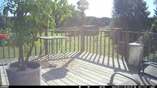 Gray squirrel out on the deck swiping some peanuts trail cam 20240916 [upl. by Oirramaj]