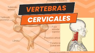 RESUMEN FACIL DE LA ANATOMIA DE LAS VERTEBRAS CERVICALES  ANATOMIA [upl. by Haerle]