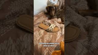 She found a way to stop her dog from biting her shoes 😂 [upl. by Willyt]