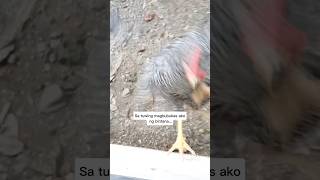 Ang taas ng lundag ng manok😳 [upl. by Nnairek]