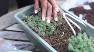 How to Use Coffee as Soil Fertilizer  Fertilizer amp Gardening [upl. by Anitnegra]