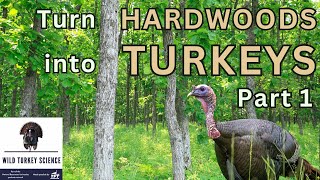 Managing hardwoods for turkeys Part 12  Ep 52 [upl. by Octavus516]