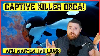 Real Life Horror Stories of Tilikum the Orca and the Tsavo ManEating Lions [upl. by Coretta]