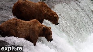 Brooks Falls  Katmai National Park Alaska 2024 powered by EXPLOREorg [upl. by Eaneg]