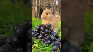 A little rabbit eating grapes🍇🍇 [upl. by Encratis]