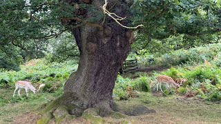 “Nature’s Majesty A Deer with Graceful Antlers Roaming in the Wild🦌 [upl. by Barnabas90]