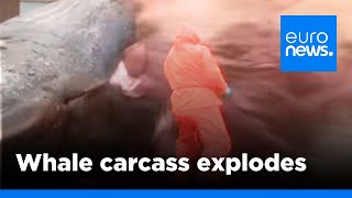 Graphic video Dead sperm whale explodes as biologist cuts open carcass  euronews 🇬🇧 [upl. by Veljkov]