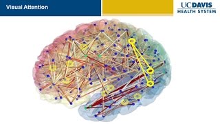 Brain Research New Discoveries and Breakthroughs at UC Davis [upl. by Denzil]