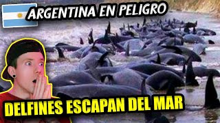 MILES de DELFINES ESCAPAN del MAR en ARGENTINA ¿QUE ESTA POR PASAR [upl. by Deaner962]