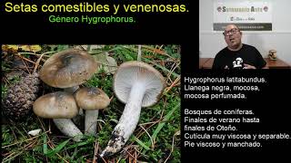 Hygrophorus Delicias y Peligros  Identificación de los Comestibles y Tóxicos [upl. by Assetak]