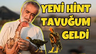 PAPAĞAN GAGA HİNT TAVUĞU ALDIM GÜLİZARA KUMA GELDİ Freebroadcast148 HarikalarDiyariihintasil​ [upl. by Lidia686]