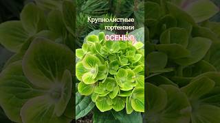 ❇️🌿🍁Осенняя подготовка hydrangea macrophylla крупнолистнаягортензия garden hydrangeaflower сад [upl. by Ttekcirc]