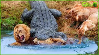 OMG Lion Was Attacked And Killed By A Crocodile Right In Its Territory What Happens Next [upl. by Hesther92]