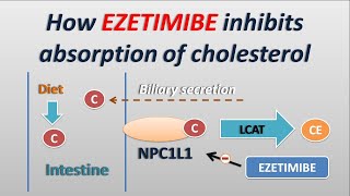 How Ezetimibe works  cholesterol absorption inhibitor [upl. by Christenson]