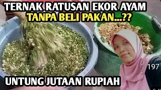 untung jutaan rupiah ternak ayam tanpa pakan pabrikan [upl. by Einattirb]