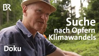 Klimawandel Ein Pflänzchen das immer seltener wird  Zwischen Spessart und Karwendel  BR [upl. by Nilram]