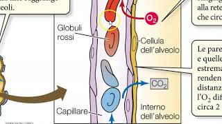 Scambio di gas negli alveoli polmonari [upl. by Ellard]