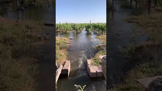 Flood irrigation with snow water from Andes mountain in Mendoza Argentina 🇦🇷🍇 thewinearound [upl. by Sillihp]