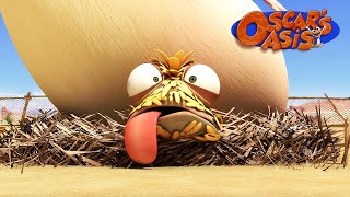 Baby Chicken Oscar COMPILATION  Oscars Oasis  Kids Cartoons [upl. by Ttehc491]