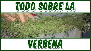 PROPIEDADES Y BENEFICIOS DE LA VERBENA [upl. by Wardle]