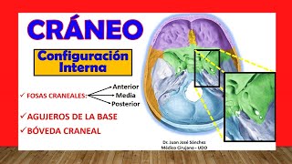 🥇 FOSAS CRANEALES Agujeros de la base del Cráneo Configuración Interna [upl. by Schnell]