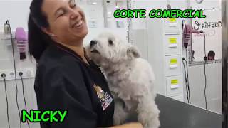 CORTE WESTY EN PELUQUERÍA CANINA SANDRA [upl. by Sydelle862]