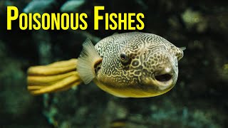 Deadly Poisonous Fishes You Should Know About [upl. by Curley]