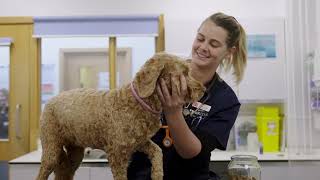 Inside Bristol Veterinary School’s BVSc in Veterinary Science [upl. by Nyvets759]